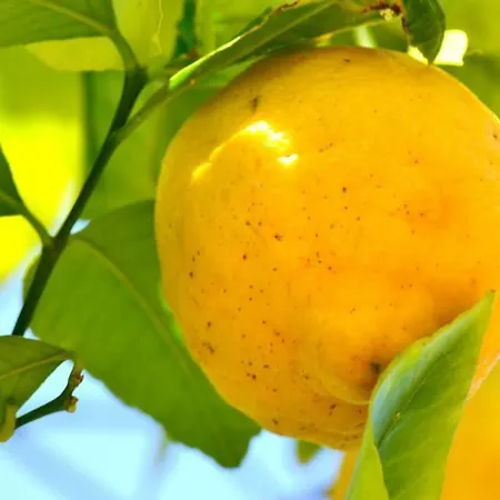 Hotel Anfora Capoliveri (Isola d'Elba)