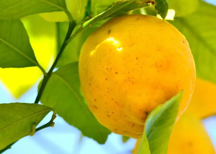 Ξενοδοχείο Anfora Capoliveri (Isola d'Elba)